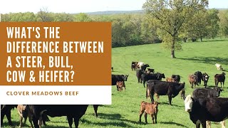 Différence entre boeuf et vache