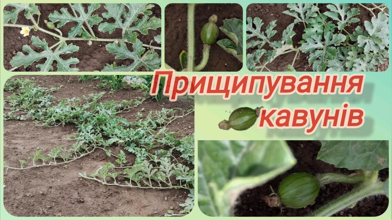 Прищипування кавунів @vsiogo_potroshku_u_seli