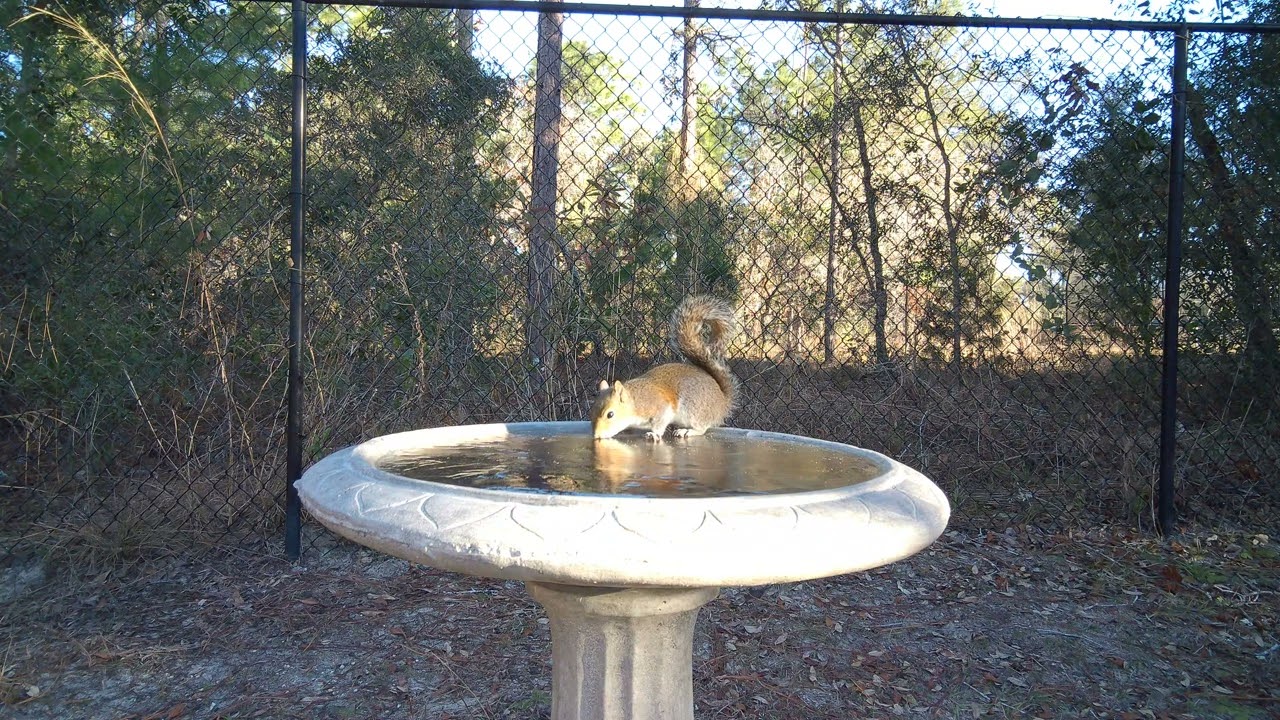 Squirrel Licking Frozen Bird Bath from a Rare Central Florida Freeze