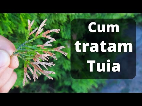 Vídeo: Cures De Tuia