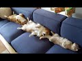 【Twitter でバズった】ヘソ天に占領されたソファ【コーギー】Sofa occupied by dogs and cat