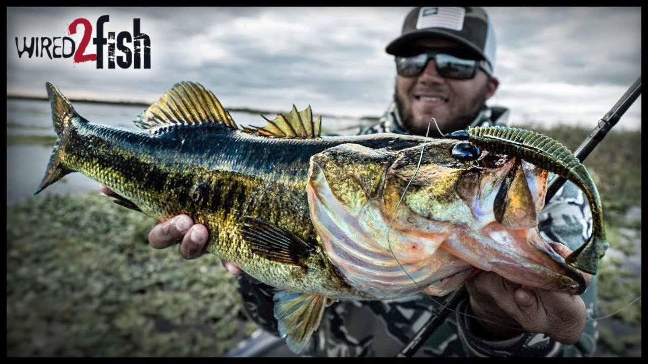 Texas Rigging Paddle Tail Swimbaits: When, Where, and How 