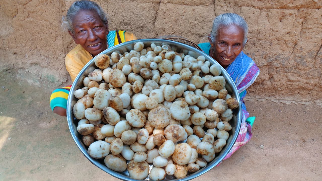 Most expensive Truffles Mushroom collect and cooking by santali tribal grandmothers | tribal food