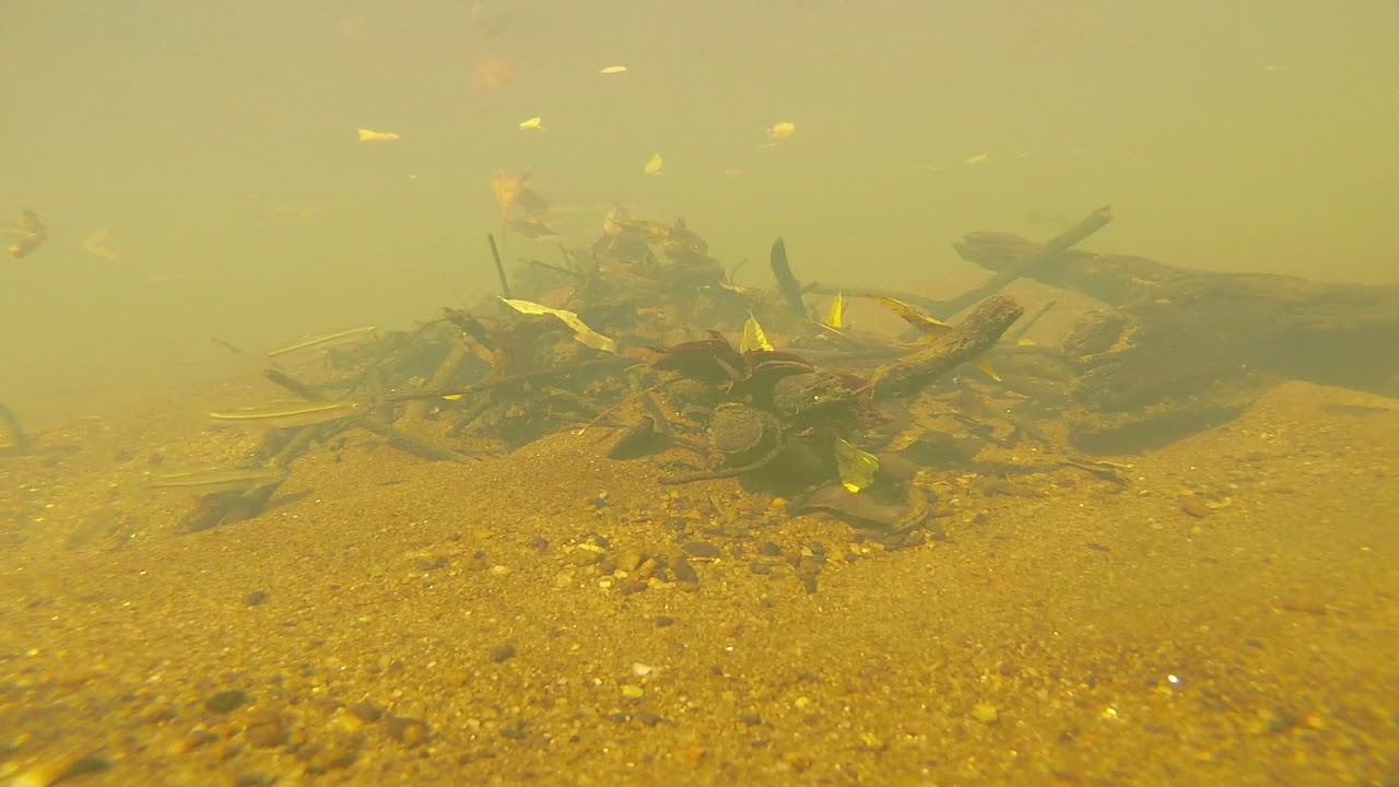 Edited Video 49: Blackbanded darters, hogsuckers, and yellowfin shiners drift feeding