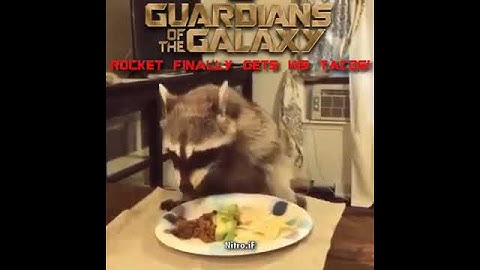 How You Can Make Rocket the Racoon Happy :)