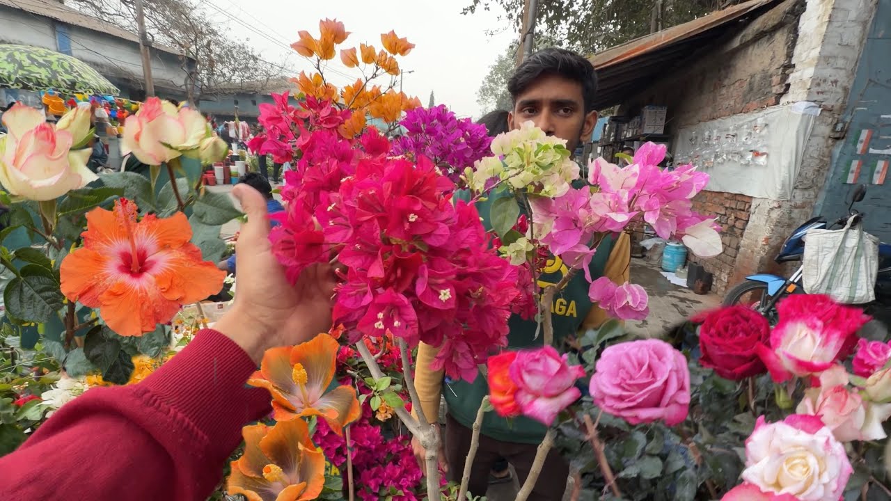 Amazing Flower Varieties 🌺 Rose Hibiscus Bougainvillea at Galiffstreet Market | Best Flowers Forever