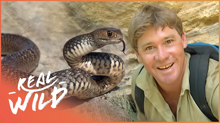 Steve Irwin Meets The World's Most Venomous Snakes | Real Wild - DayDayNews