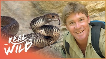 Steve Irwin Meets The World