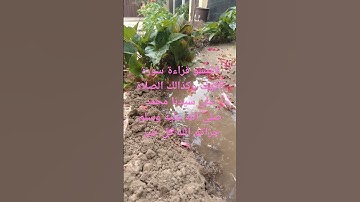 قراءة سورة الكهف يوم الجمعة والصلاه والسلام على سيدنا محمد وعلى اله وصحبه اجمعين