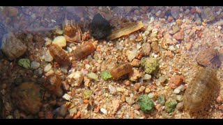 Socorro Isopods