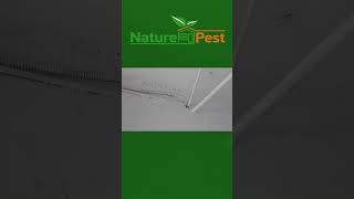 Dumpster Room Infested With German Roaches How We Got Control