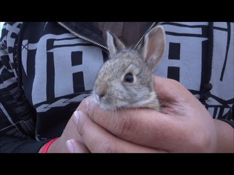 wild-baby-screaming-rabbit.-very-cute-and-noisy!