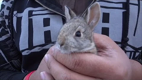 Wild baby screaming rabbit. Very cute and noisy!