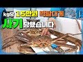 박달/국산/러시아 대게 비교 (일반인이면 100% 속았습니다.)