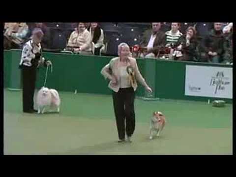 Crufts 2008 Utility Group Winner