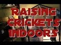 Raising and Breeding Crickets Indoors 101 - Breeding Feeder Crickets for your reptiles in ten days