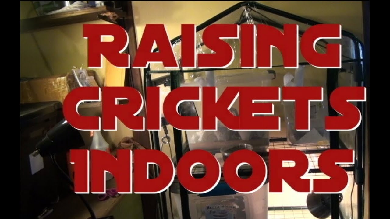 Raising and Breeding Crickets Indoors 101 - Breeding Feeder Crickets