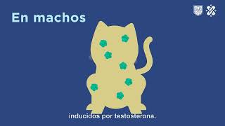 Esterilización Felina Ssaludcdmx Comunicación 1080P, H264