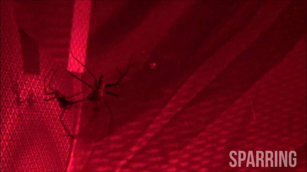New Zealand sheet-web spider fight