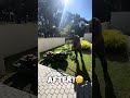 🎯 Scared of going low? Watch this lawn transformation! 🌱 #shortsvideo