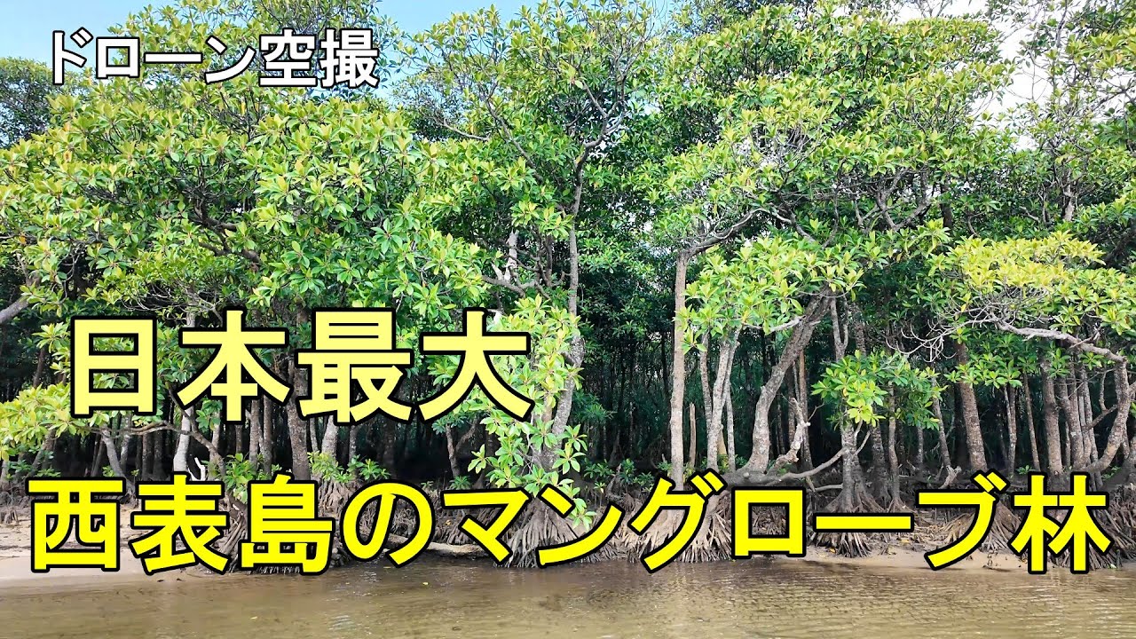 日本最大のマングローブ「西表島 仲間川」【ドローン空撮 4K】