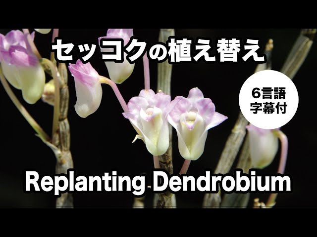 園芸JAPAN】Dendrobiumセッコクの植え替え・堀籠浩史さん編 - YouTube