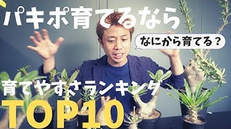 グラキリス育て方 Youtube