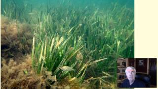 Aquatic Plants - L4.10