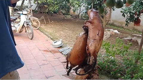 Săn chuột đồng tại thủ đô Hà Nội - Field Mouse Hunting in Hanoi 20191020