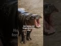 Bring back the love for Moo Deng! 🦛🫶#hippo #hippopotamus #moodeng #pygmyhippo