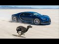 The 10 Fastest Dog Breeds on Earth