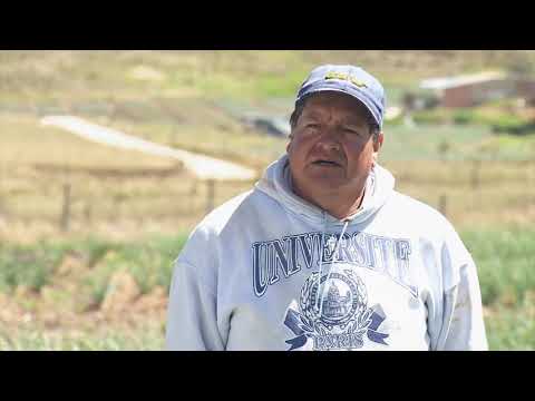 Labores culturales en el cultivo de cebolla | La Finca de Hoy hqdefault