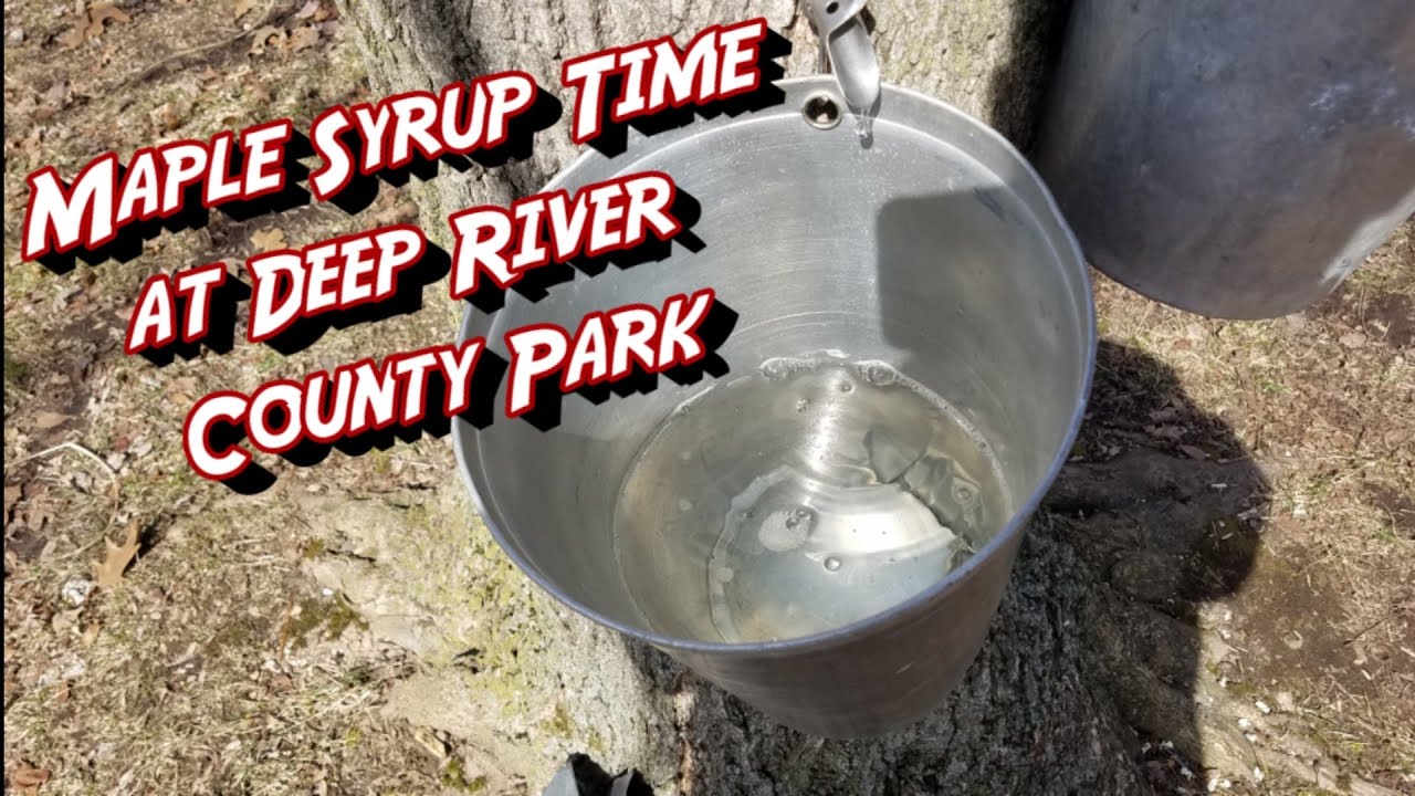 Maple Syrup Time at Deep River County Park YouTube