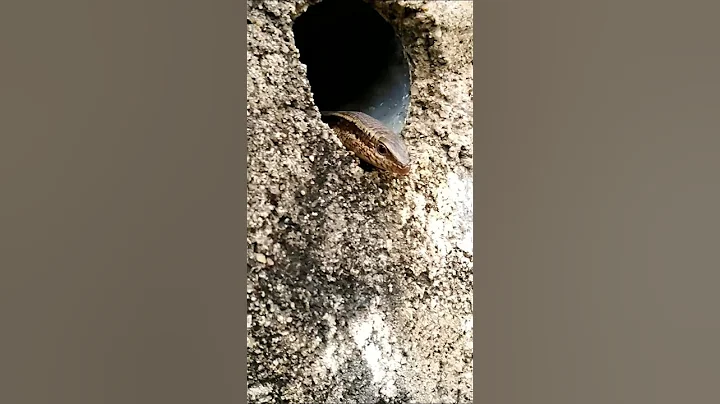 Have you seen this animal's eyes?❤#shorts #animals #usa