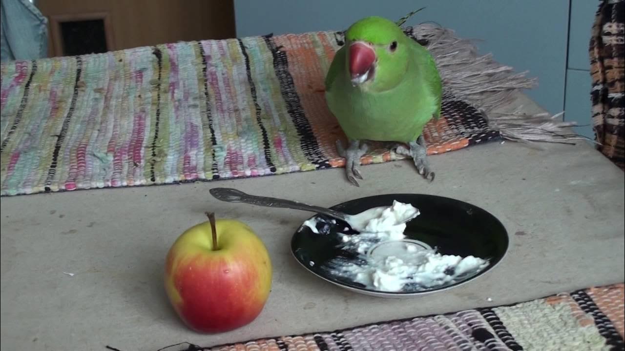 Попугай кузя. Попугая в минске. Попугай кузя. Попугай говорун. Сенегальский попугай говорит.