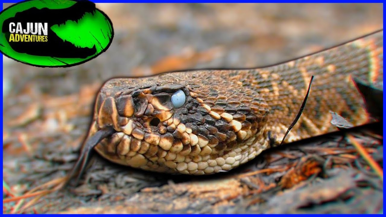 This Snake Needs SERIOUS Help! Why Eastern Diamondback Rattlesnakes