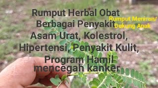 Rumput Meniran/Daun Dukung Anak,Obat Asam Urat, Hipertensi, Batu Ginjal hingga Program Hamil