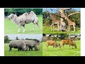 Knuthenborg Safaripark Denmark