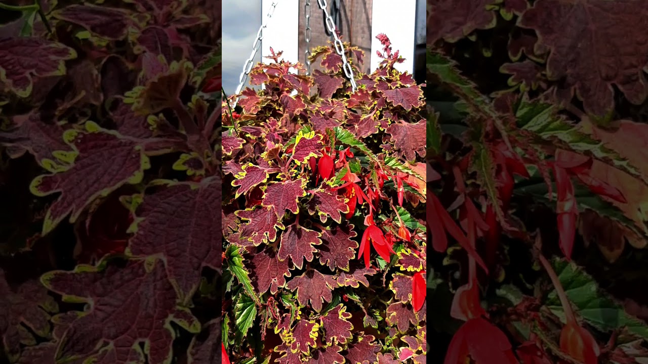 Ампельные колеусы