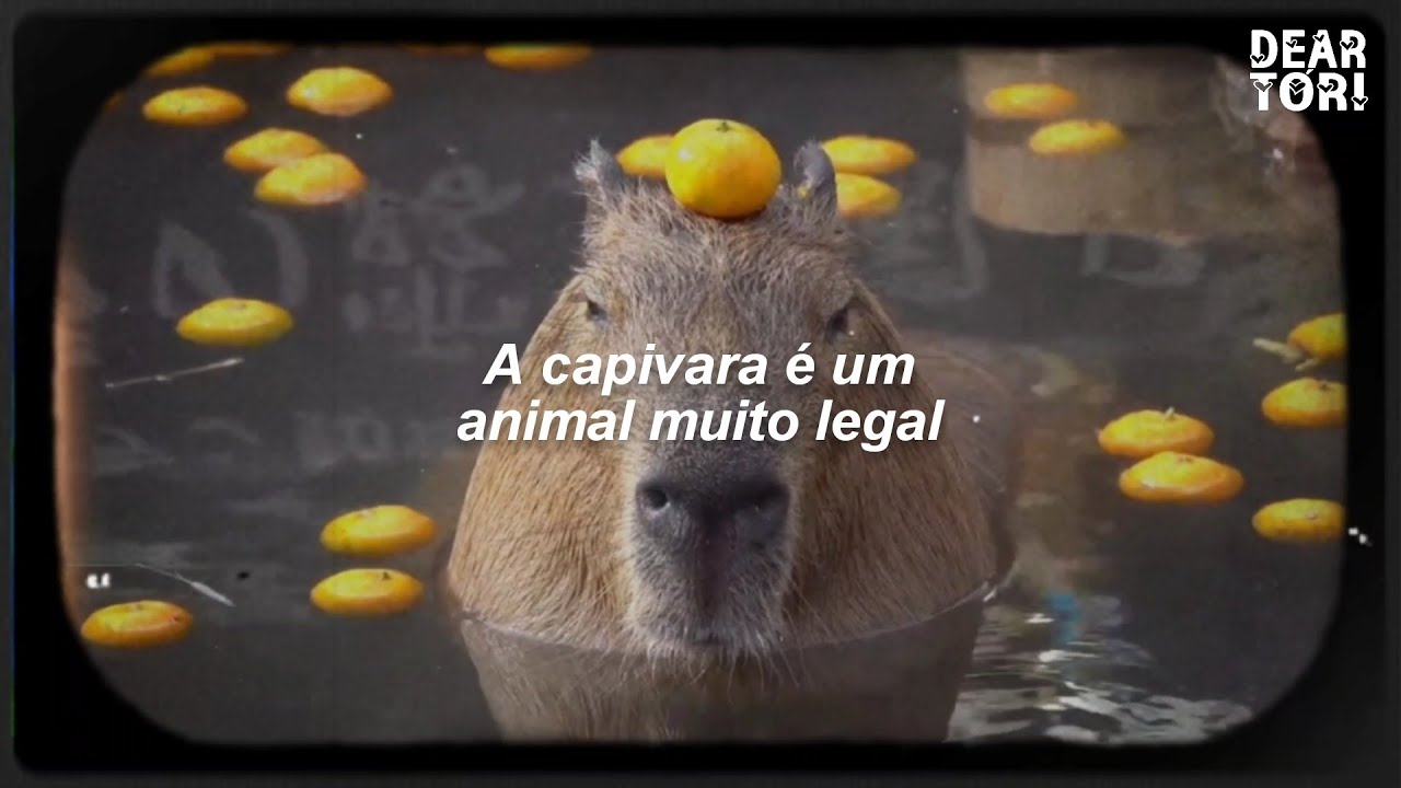 Uma capivara dormido - iFunny Brazil