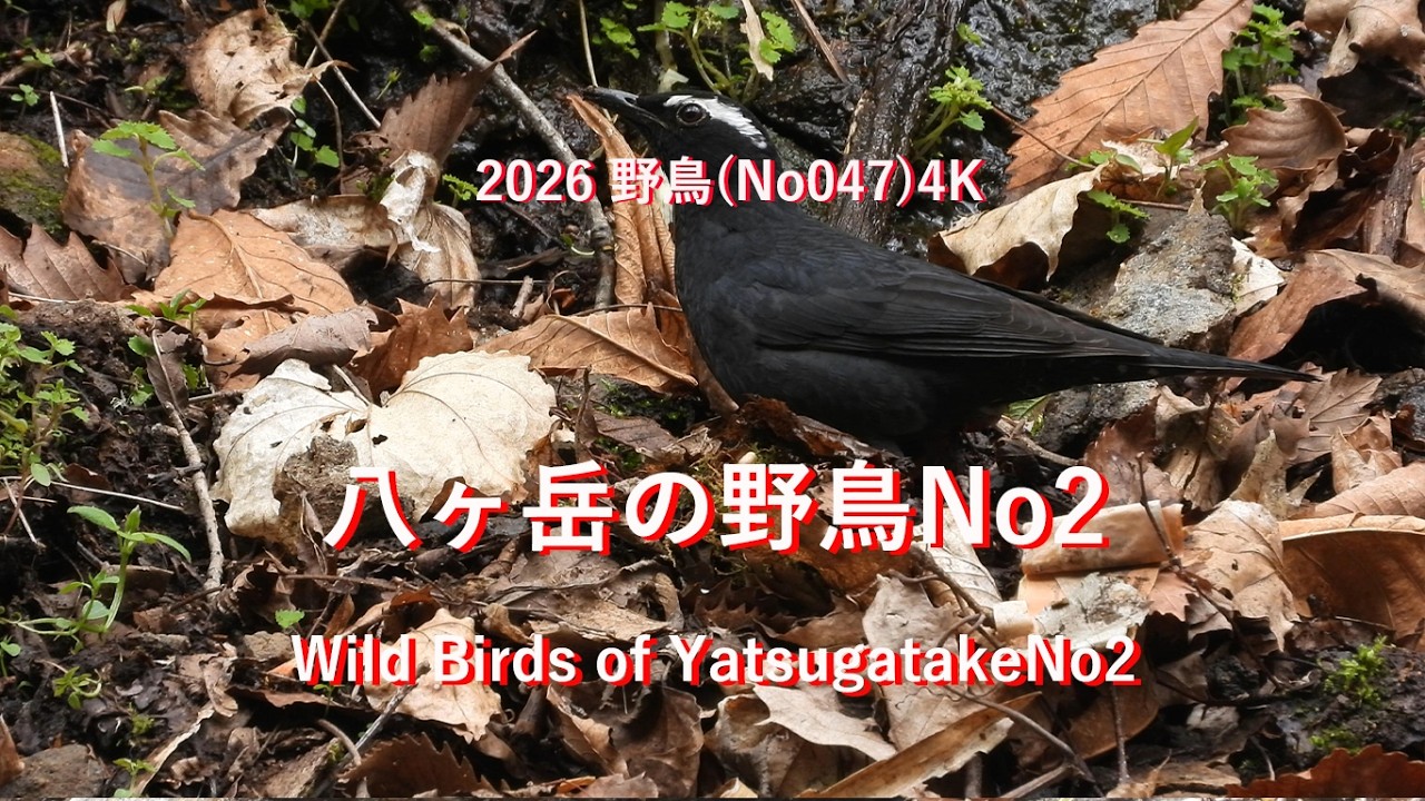 【中古】 子ども野鳥記（2） 2026八ヶ岳の野鳥No2(No047)4K Wild Birds of YatsugatakeNo2#野鳥