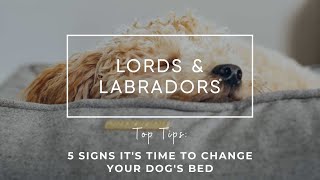 5 Signs It's Time to Change Your Dog's Bed | Lords & Labradors