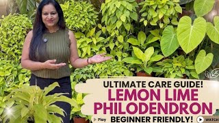 BEST PLANT FOR BEGINNERS: Lemon Lime Philodendron Care Guide | Easiest Plant Ever!