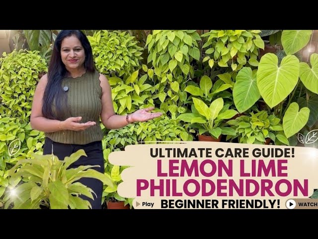 BEST PLANT FOR BEGINNERS: Lemon Lime Philodendron Care Guide | Easiest  Plant Ever!