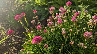 Çim Karanfili Armeria Maritima 17 Nisan 2023