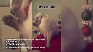 Gif Haz Sounds ep. 14 | Dank Opera Cat (Reupload)