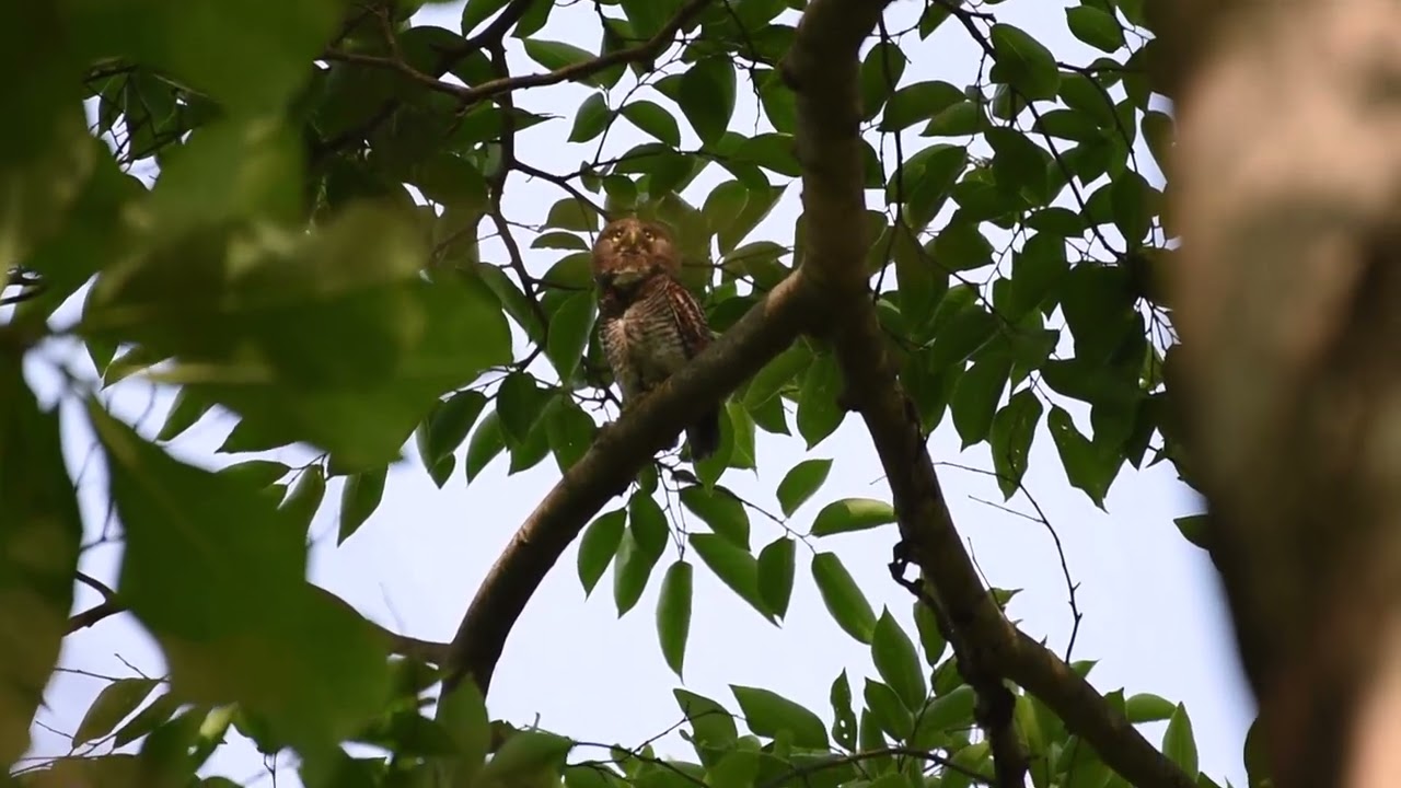 Jungle Owlet   Calling
