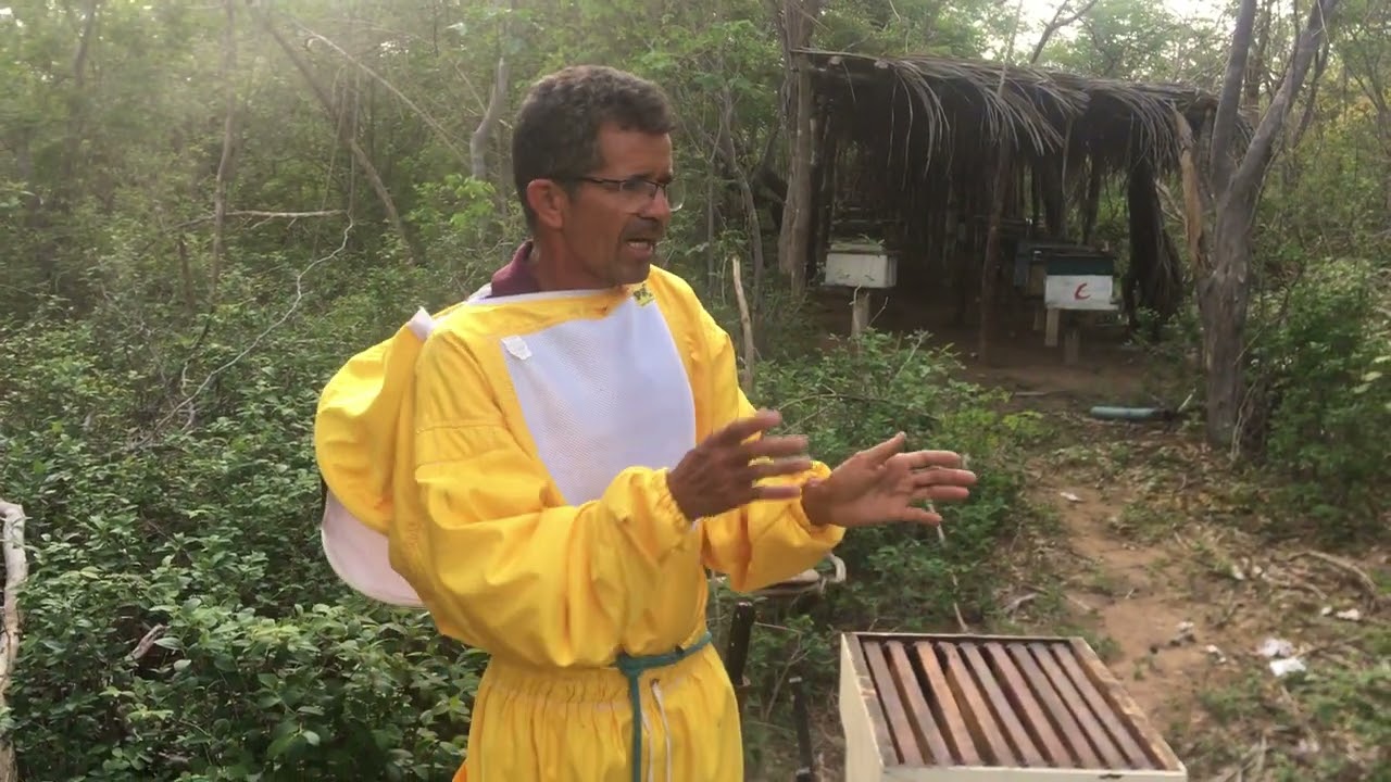 Como colocar a segunda melgueira em abelhas apis