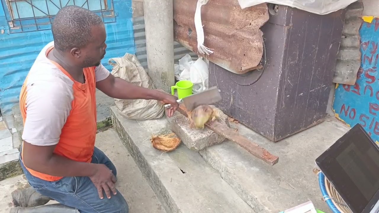 Transformation des larves au charançon( géniteur )
