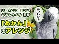 ヨウム「あかん」のアレンジ / 前編：大型インコのドア前おしゃべり